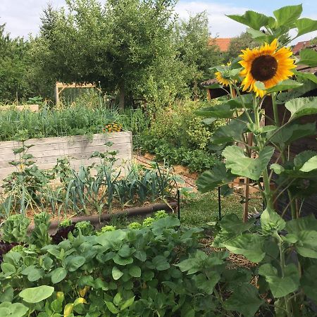 Ferienhaus Mit Naturgarten Dachsen Ngoại thất bức ảnh